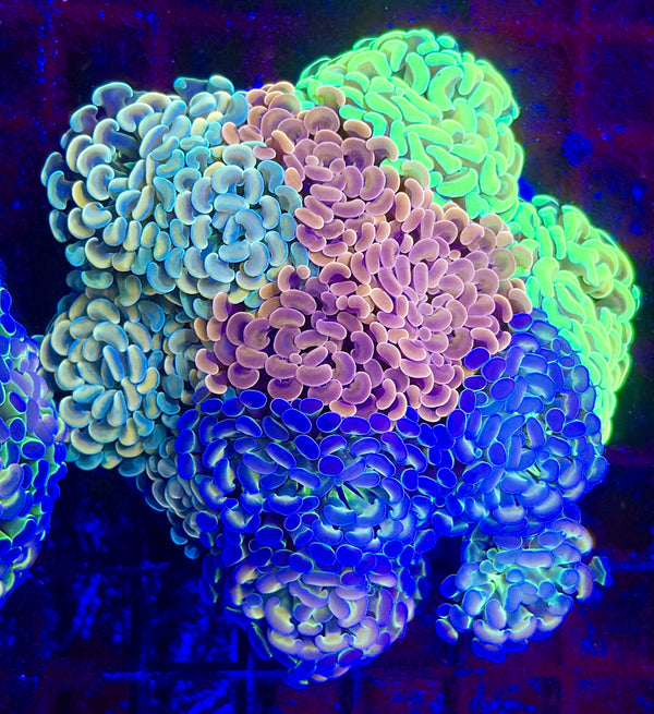 Large Hammer Bouquet