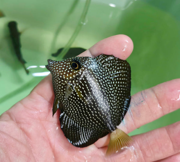 Medium Gem Tang