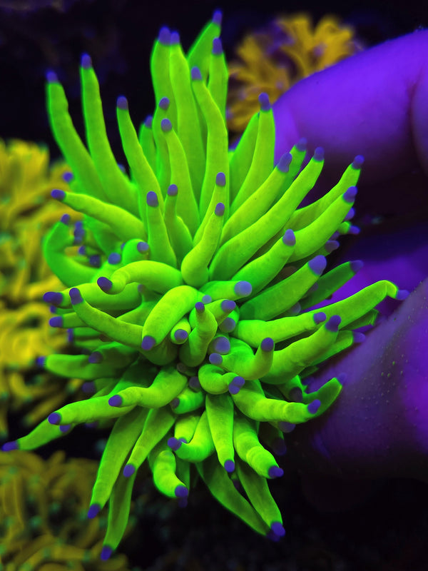 Holy Grail Torch Coral