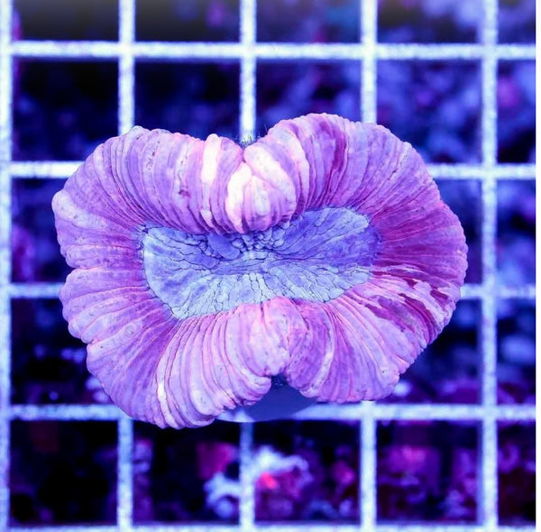 Aussie Pink Trachyphyllia