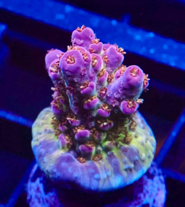 TSA Grape Ape Acro LG Frag
