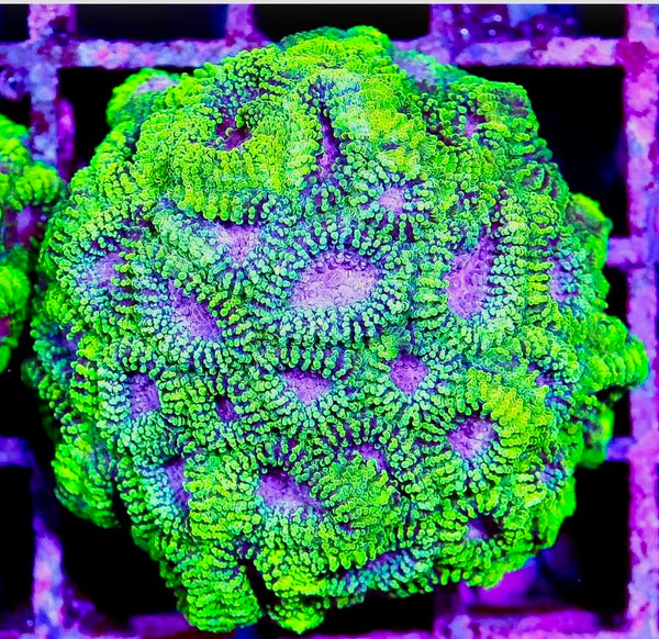 Ultra Favia Frag LG