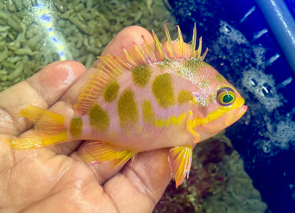 Large Borbonius