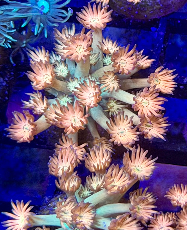 Ring If Fire Goniopora