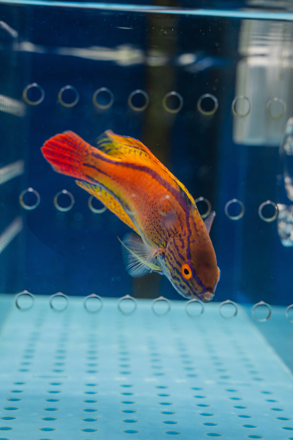Lineatus Fairy Wrasse (Super Male)