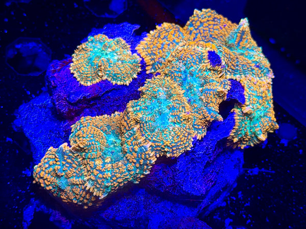Ultra Rainbow Rhodactis Colony