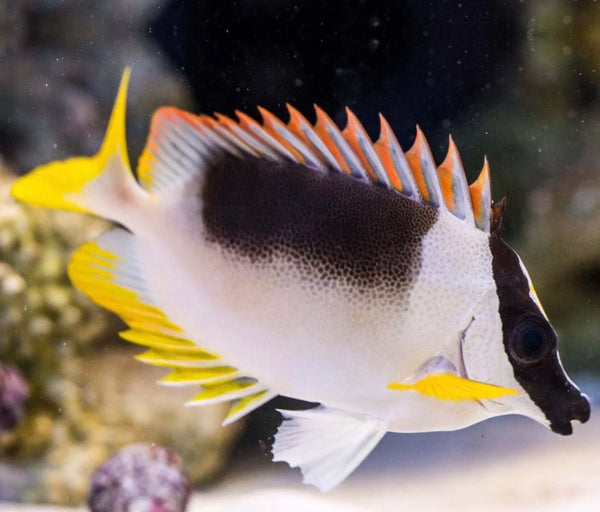 Med Magnificent Foxface