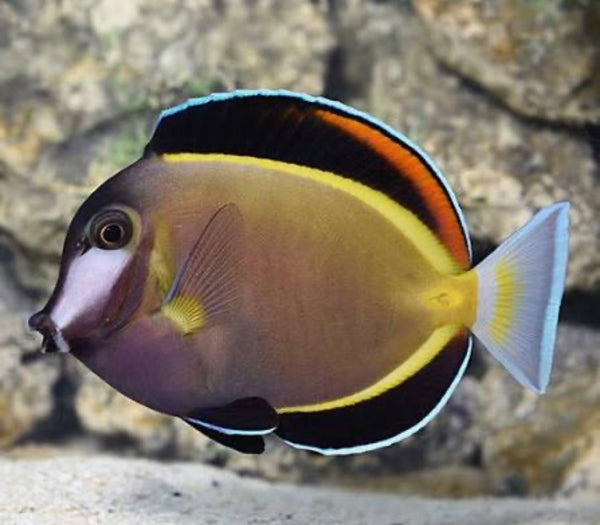 Med Powder Brown Tang