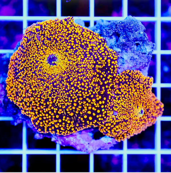 Aussie Ultra Hot Interstellar Mushroom