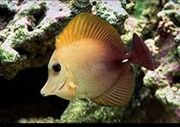Scopas Tang (Medium)
