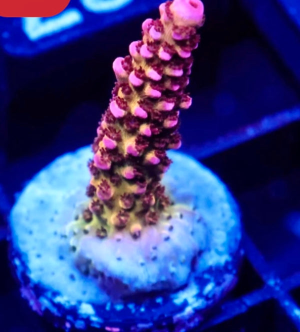 Cornbread Maleficent Acro