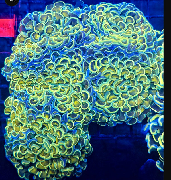 Malay fat head hammer colony