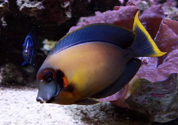 Chocolate Tang