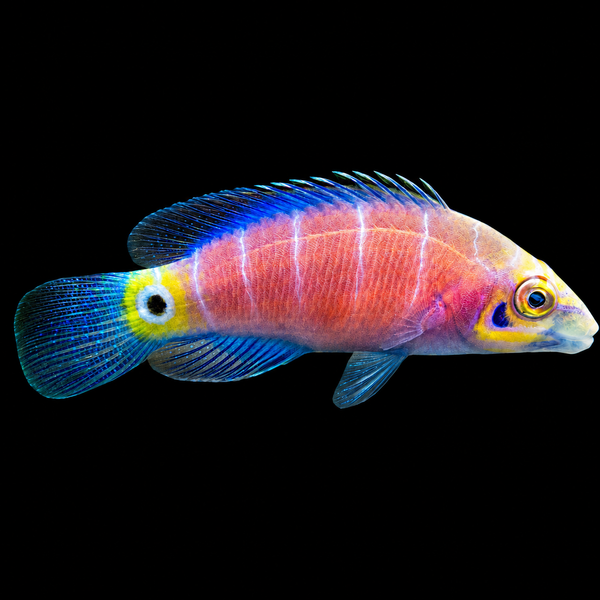 Mystery Wrasse