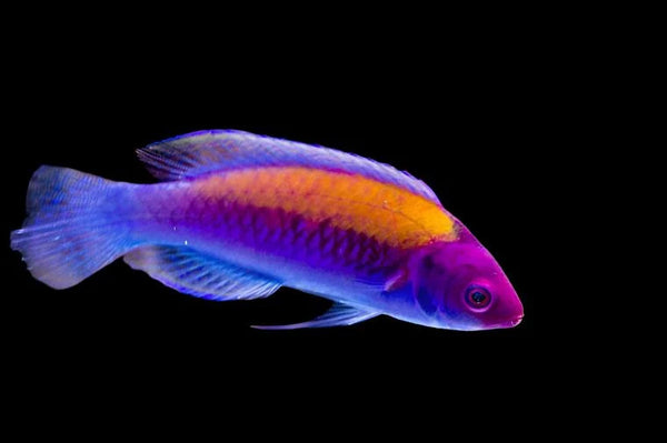 Orange Back Wrasse