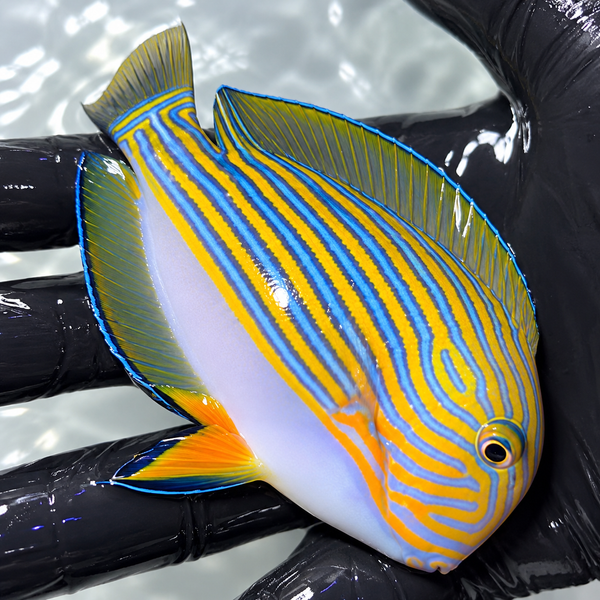 Clown Tang Lineatus