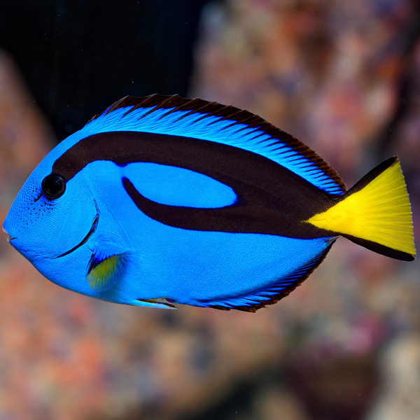 Blue Hippo Tang Med