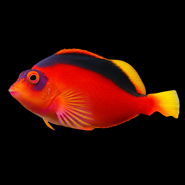 Flame Hawk