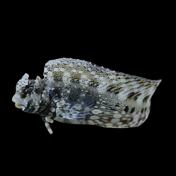 Lawnmower Blenny