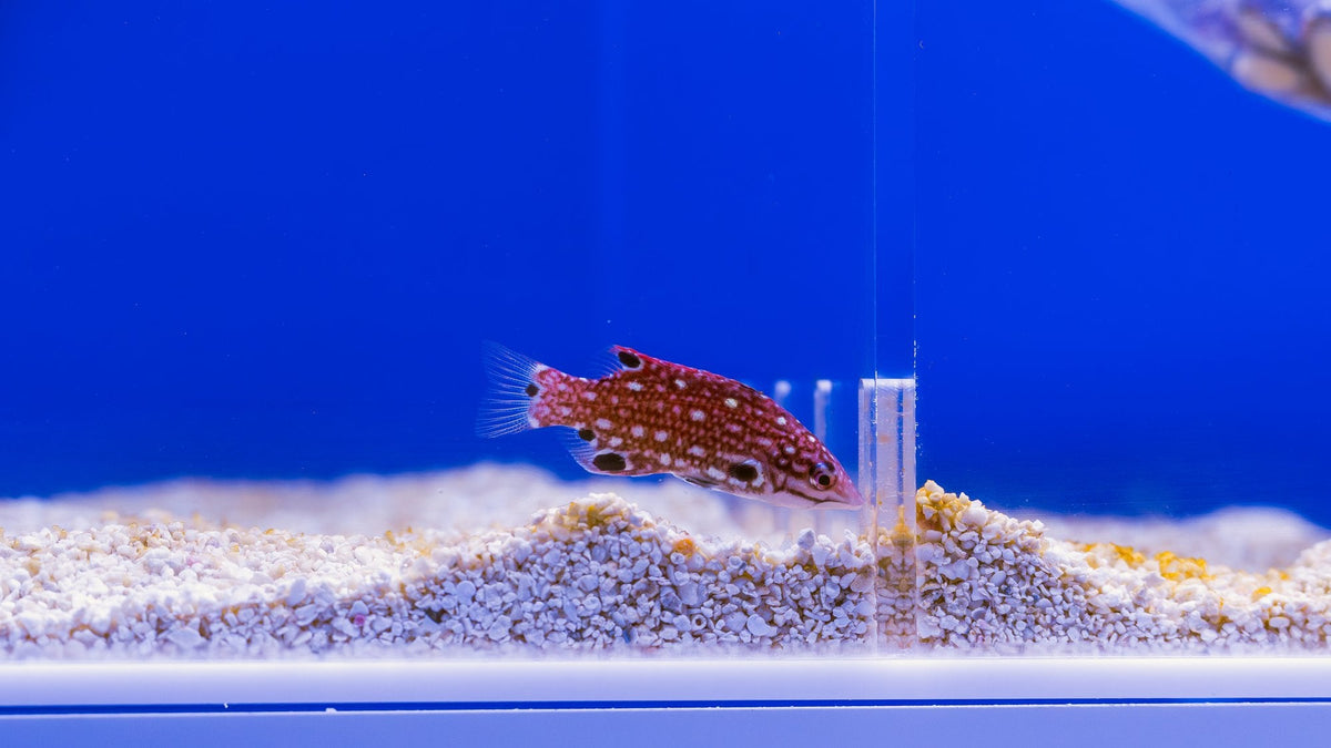 A fish settling into one of the holding tanks at our Miami store