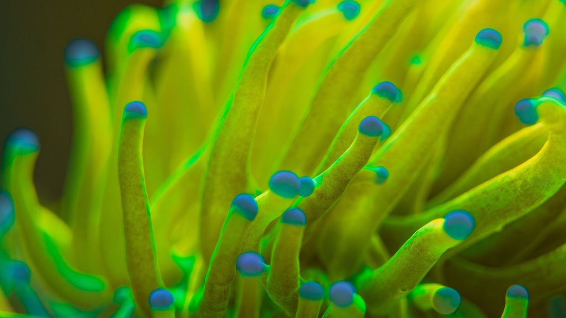 Close view of yellow torch coral tentacles with blue tips, photographed in our store