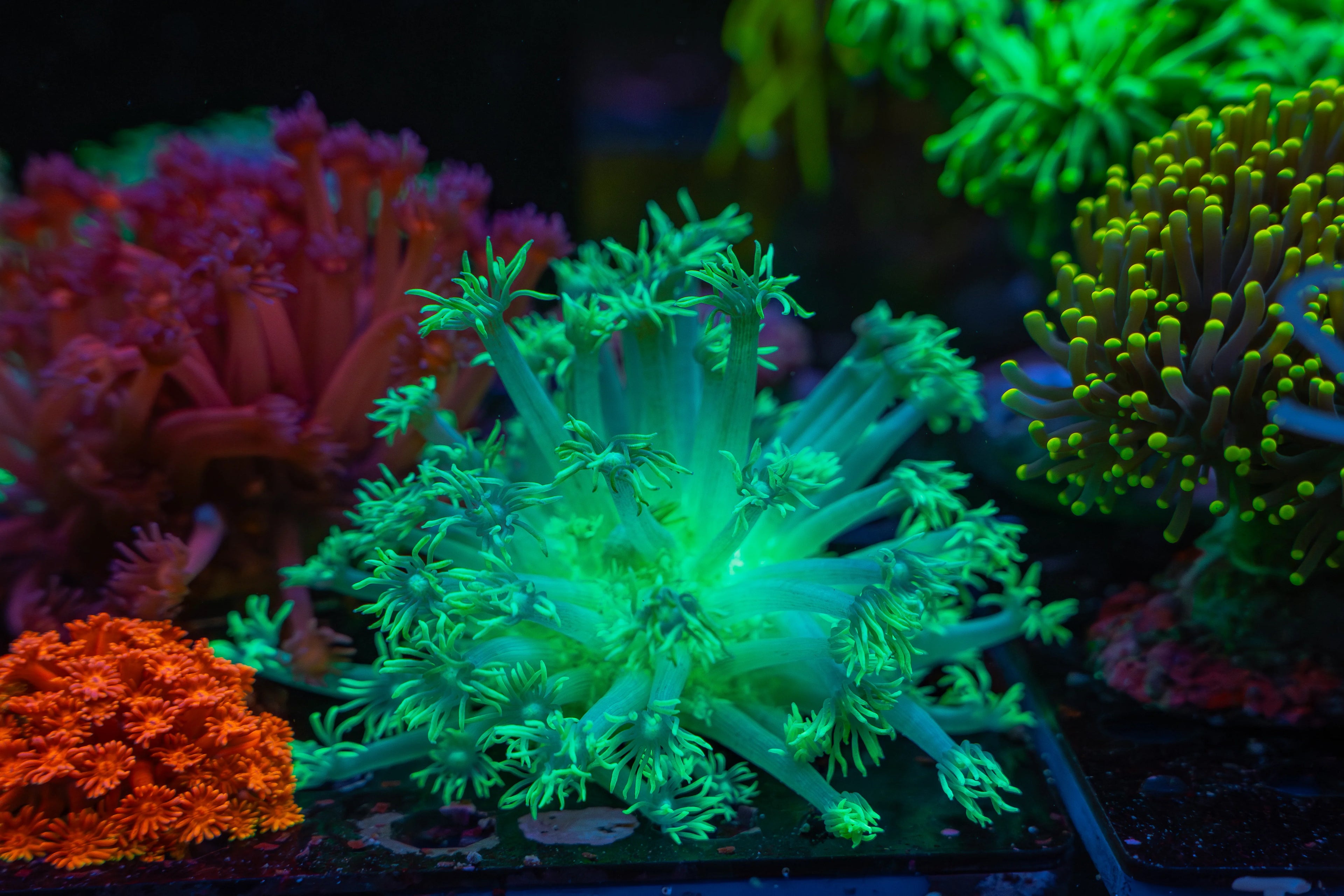 Coral