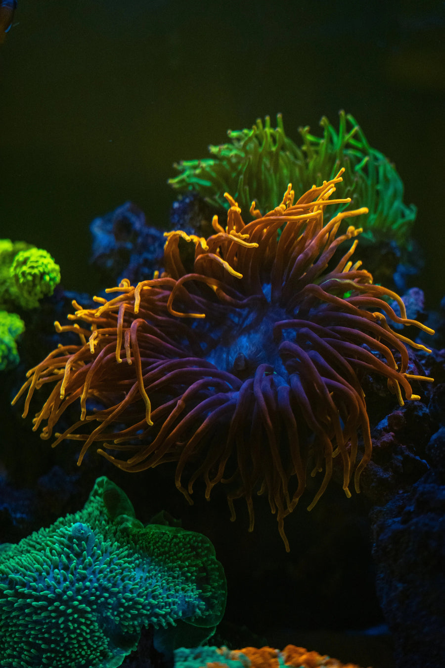 Coral