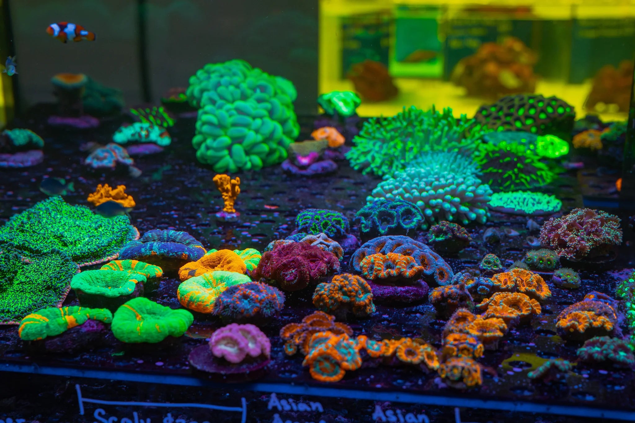 A frag rack of beginner friendly corals under blues