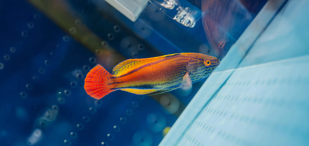 Fish