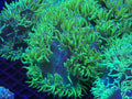 Neon Aussie Banana Elegance