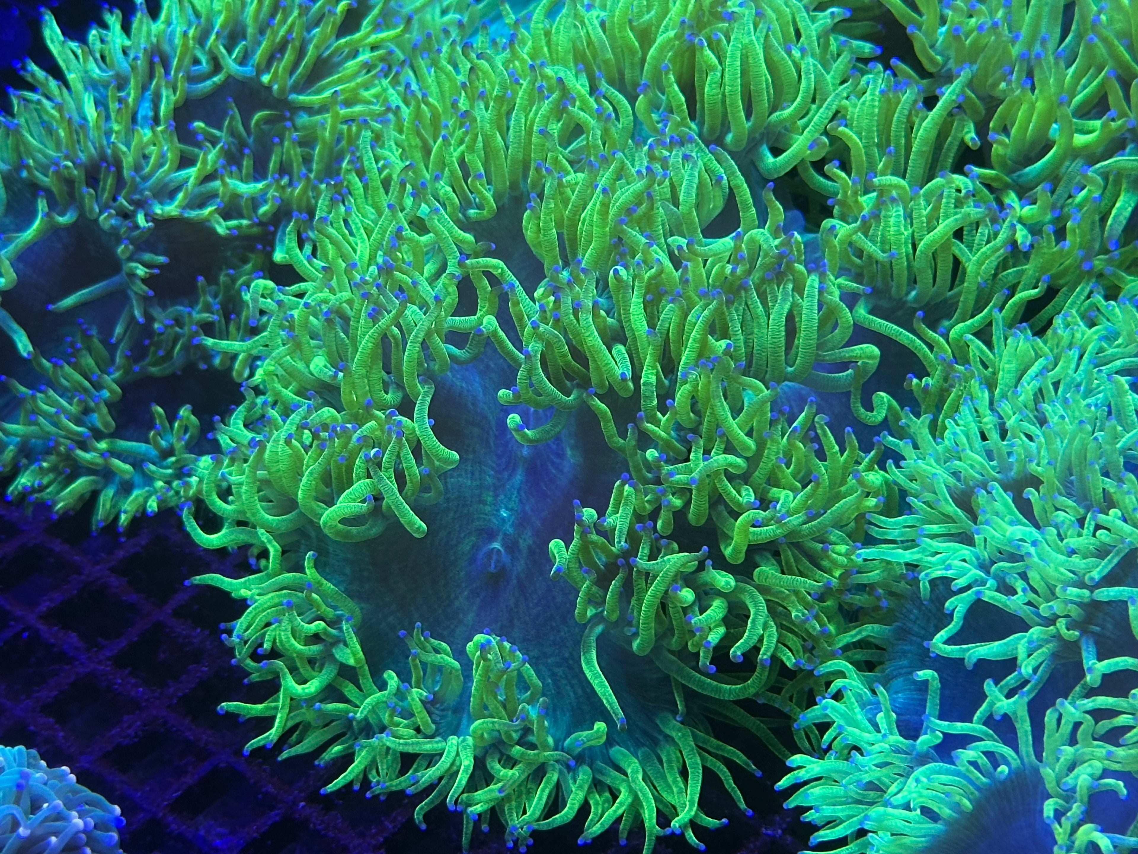 Neon Aussie Banana Elegance