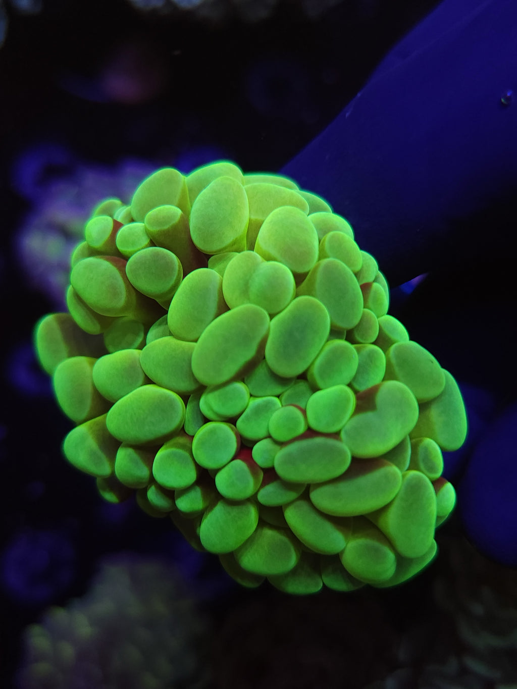 TCB Alien Egg Hammer Coral