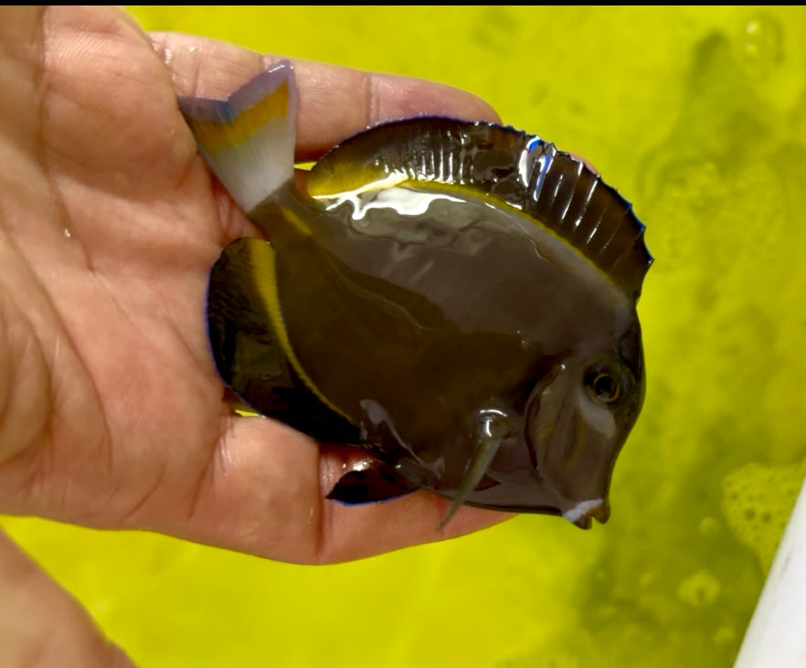 Small Gold Rim White Cheek Tang 2.5-3.5”