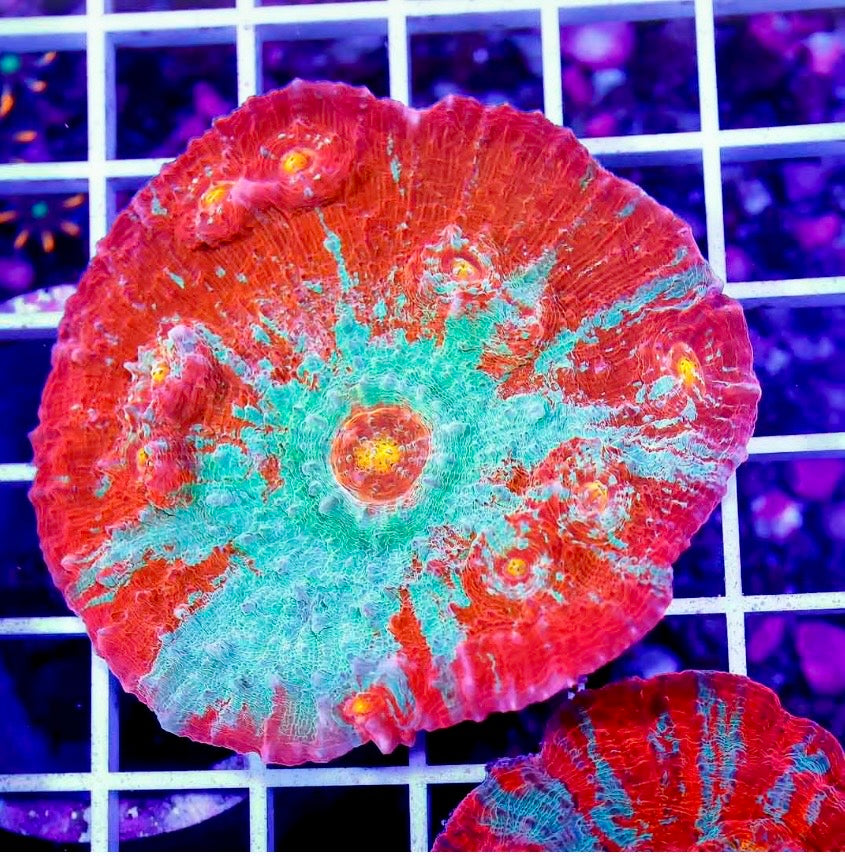 ULTRA AUSSIE ECHINOPHYLLIA CHALICE