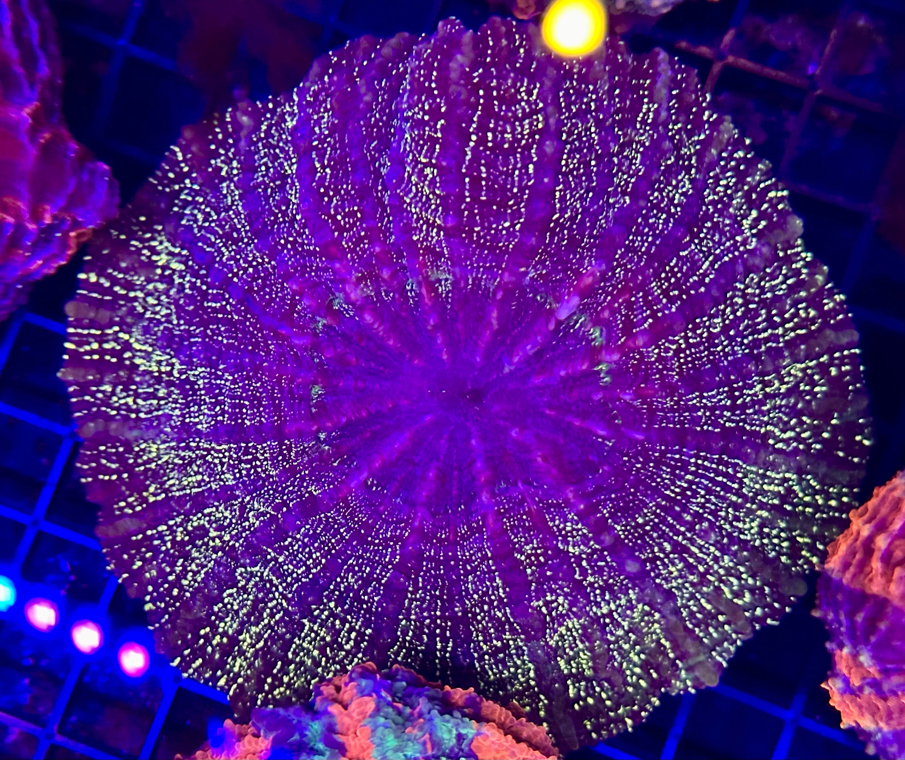 GOLD GLITTER ACANTHO