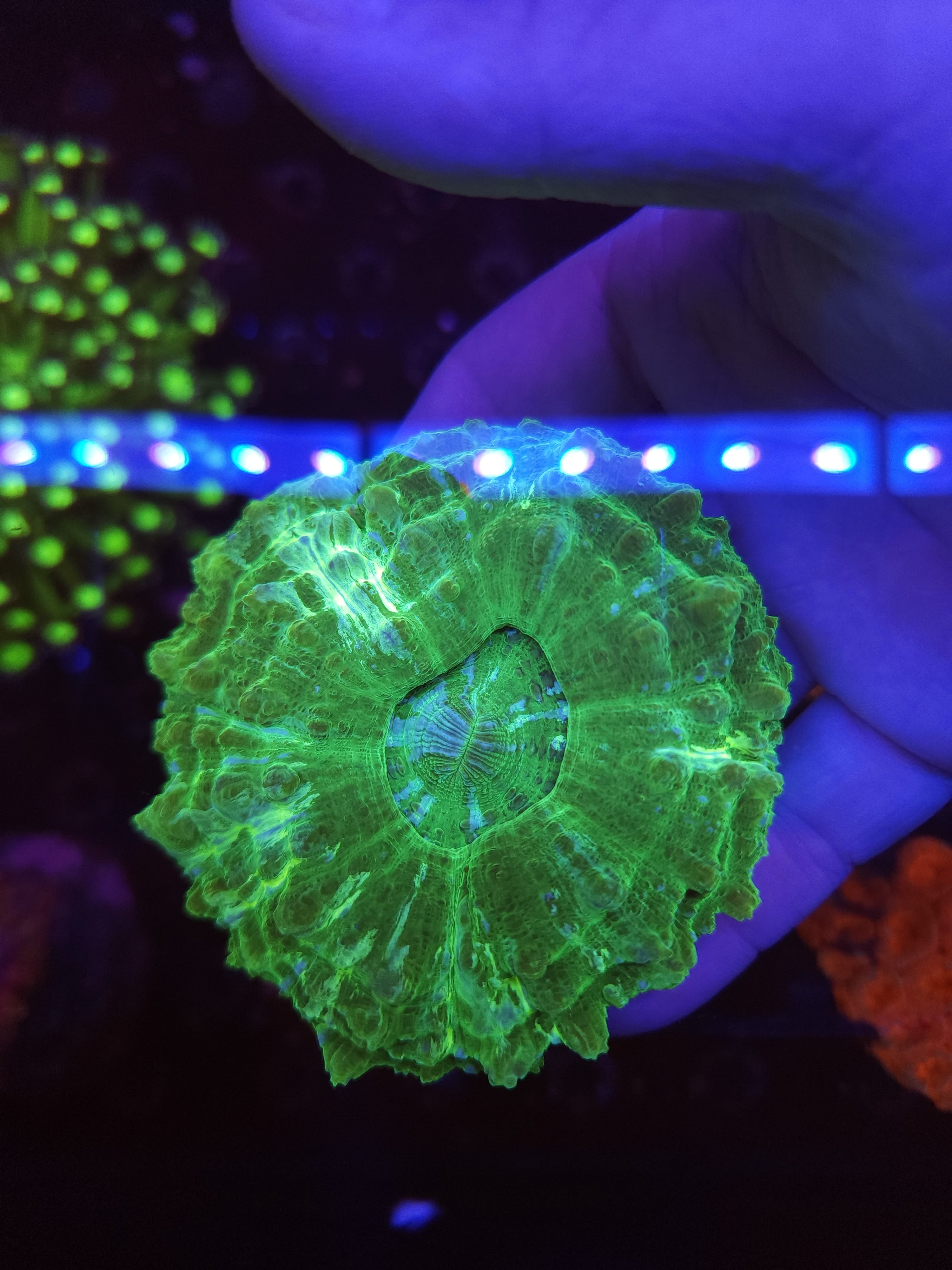 Green Acanthophyllia Coral