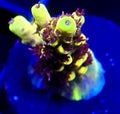 Pikachu Acro Frag Aquacultured