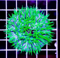 TOXIC AUSSIE POLYP FUNGIA PLATE CORAL