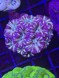 ULTRA ASIAN ACAN