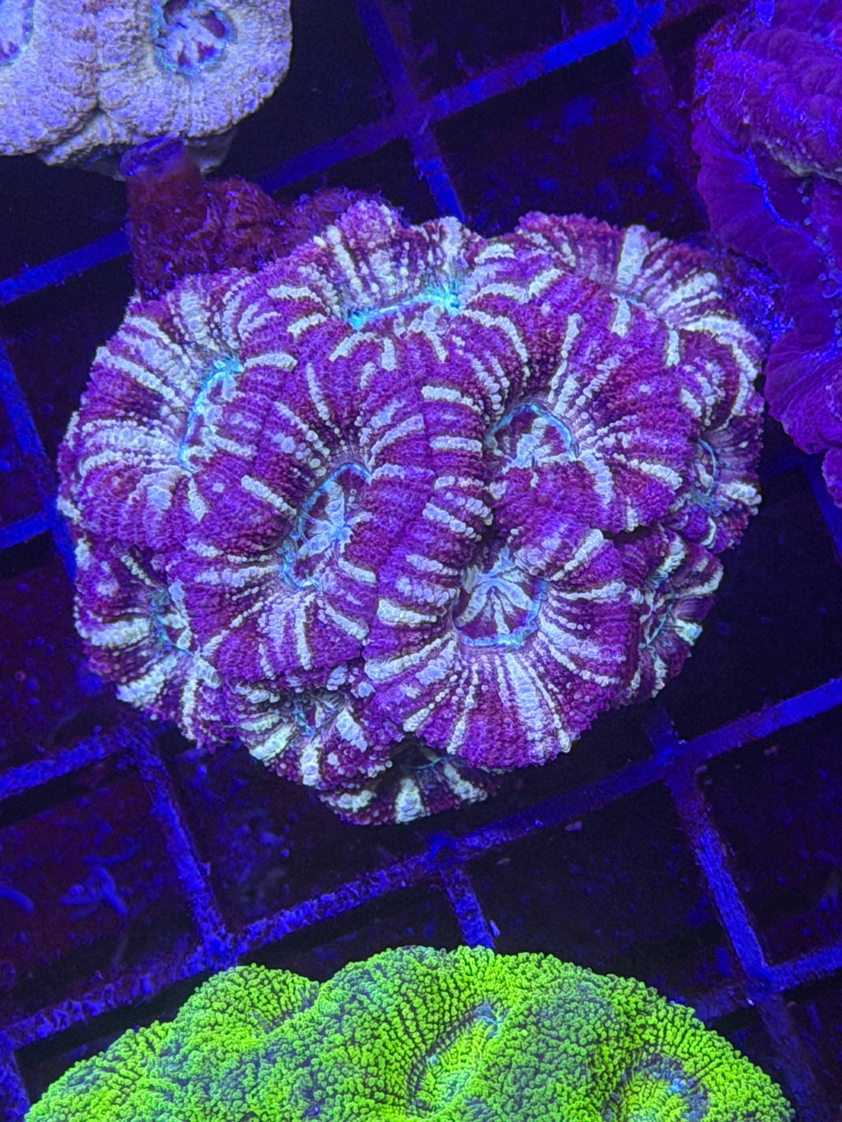 ULTRA ASIAN ACAN