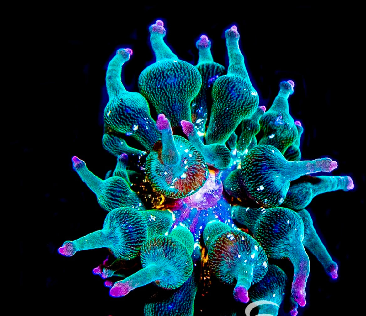 ECC NEXUS BUBBLE TIP ANEMONE