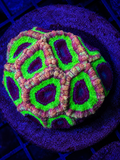 BRIGHT JAPANESE ACAN COLONY