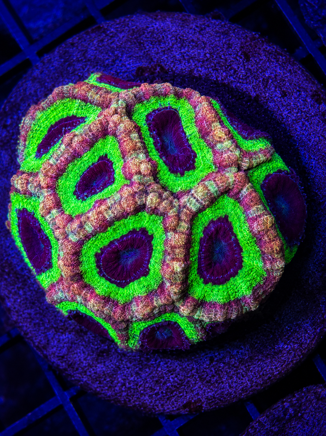 BRIGHT JAPANESE ACAN COLONY