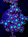 WWC FIREWORK CLOVE POLYP COLONY