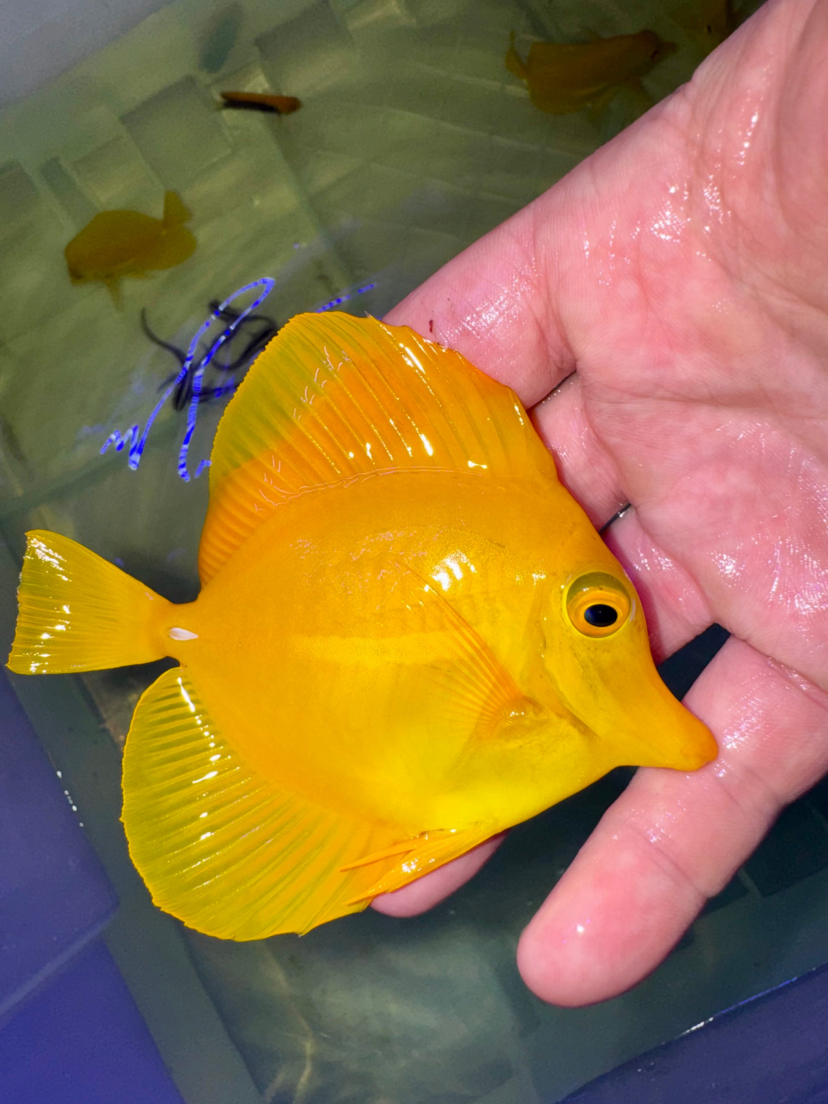 F Tang 4-5” HAWAIIAN YELLOW TANG – The Coral Boutique