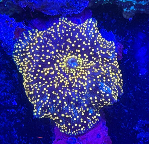 Bright Interstellar Mushroom