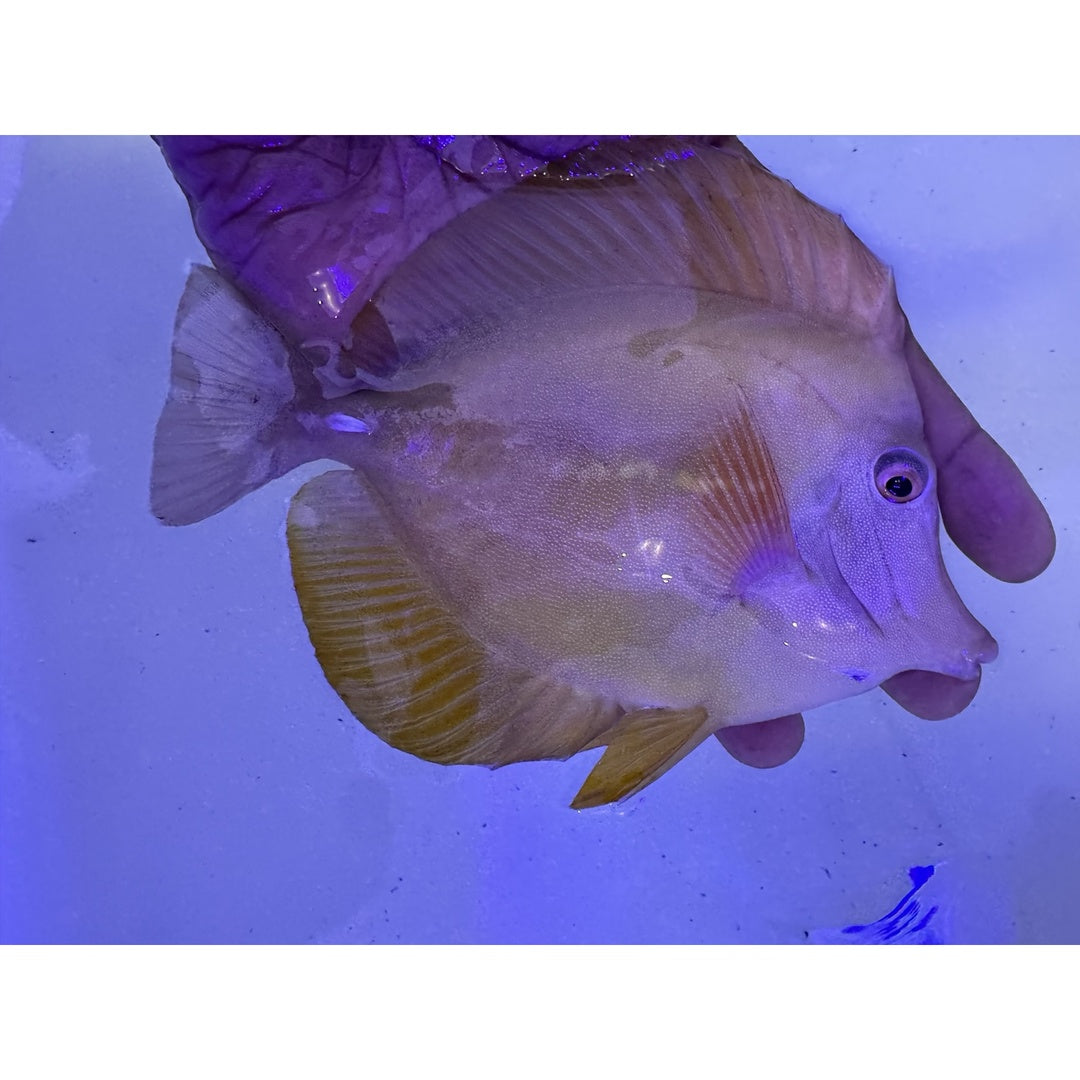 RARE XXL YELLOW/WHITE KOI TANG