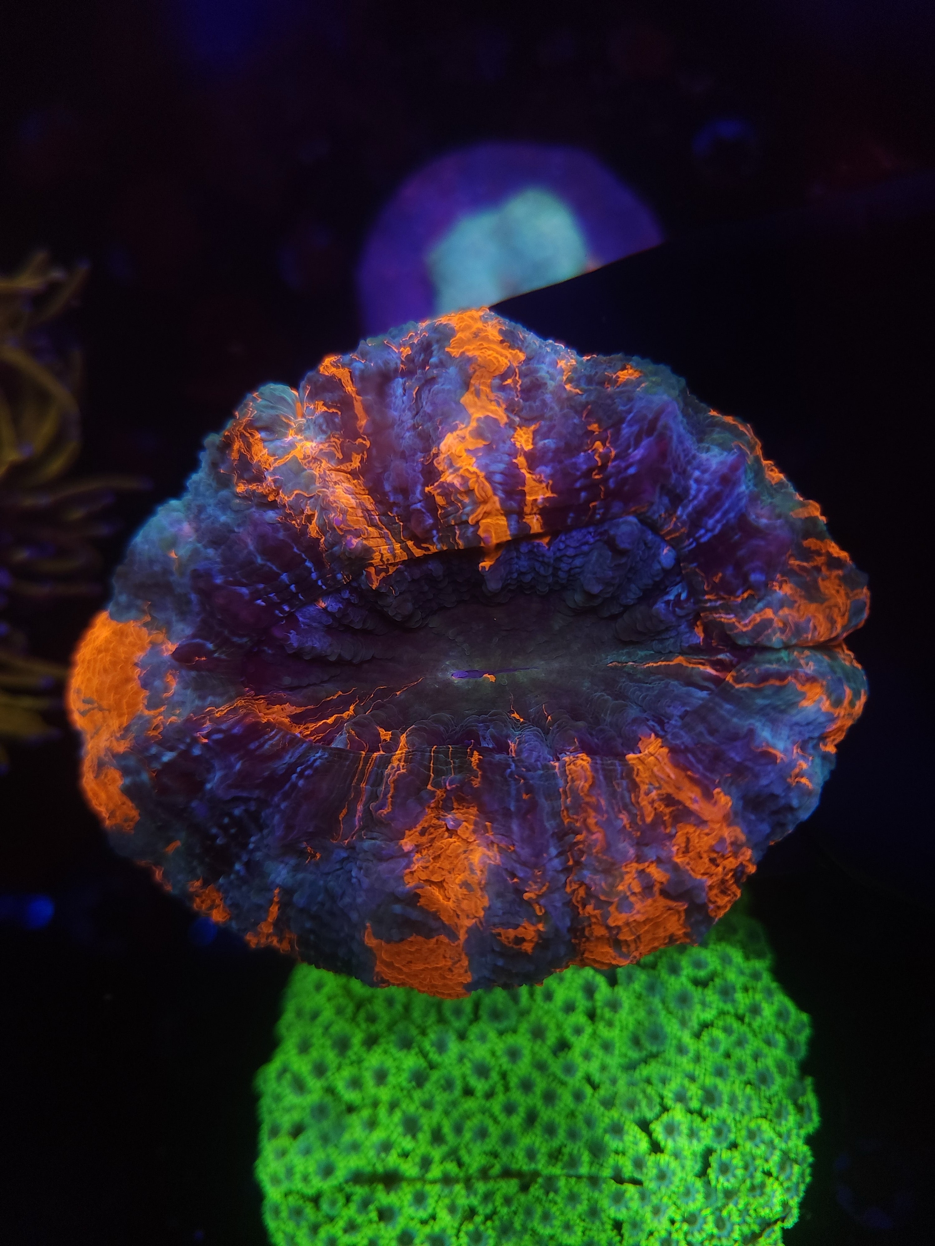 Rainbow Acanthophyllia Coral