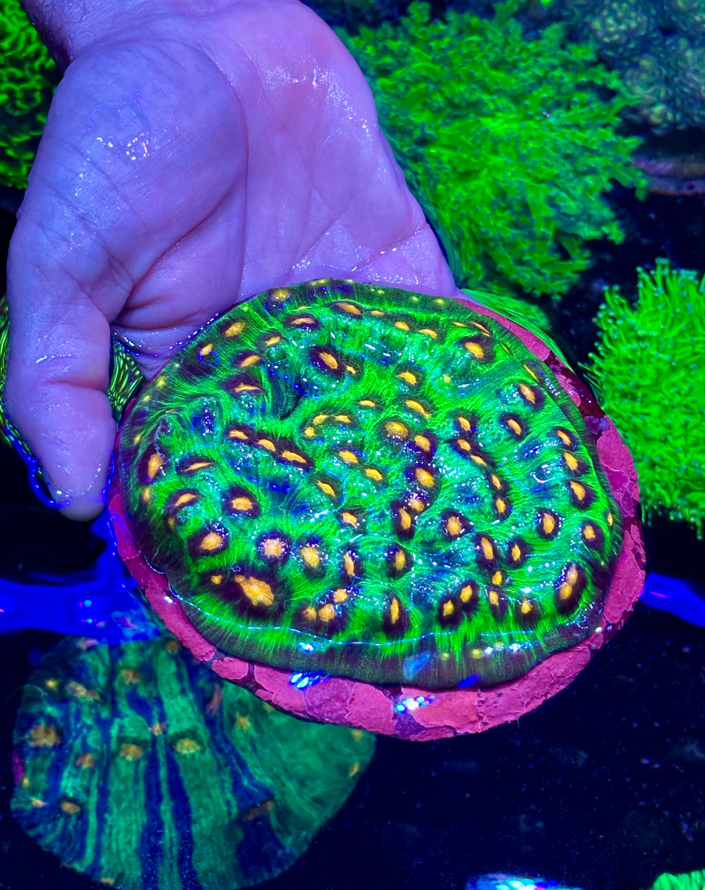 LARGE RAJA RAMPAGE CHALICE COLONY