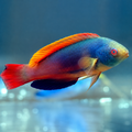 SUPER MALE AUSTRALIAN SCOTTS WRASSE